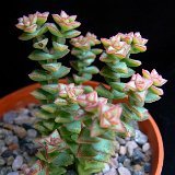 Crassula conjuncta P1220132.JPG